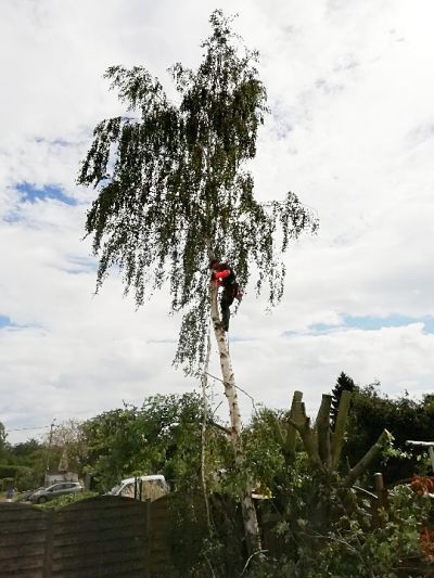 elagage-abattage-broyage-espaces-verts-jardinier-elageur-sécurité